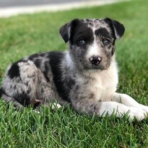 Meet your Posher, Chyanne